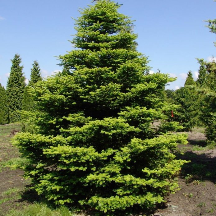Fir tree