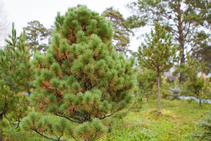 Siberian cedar pine