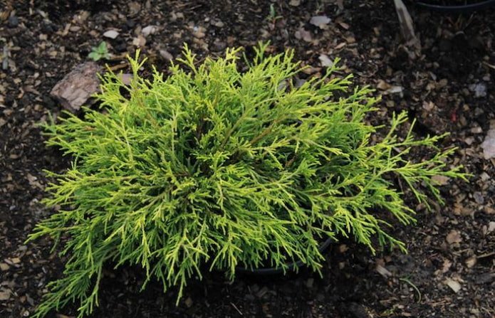 Cypress