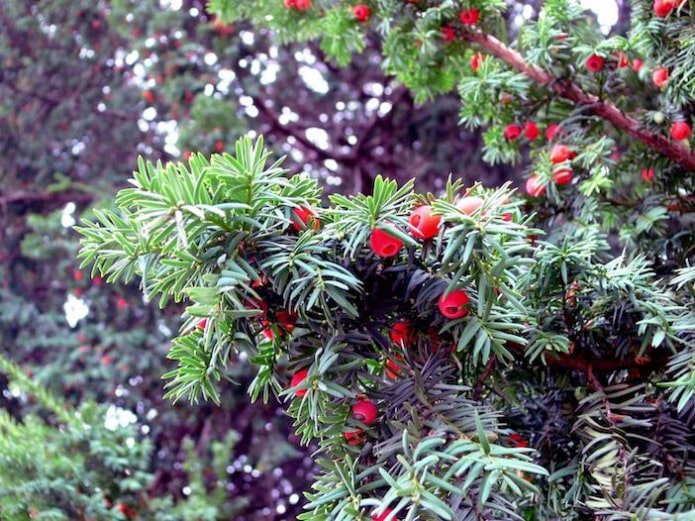 Yew berries and branches