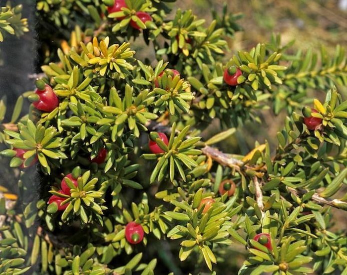 Podocarpus
