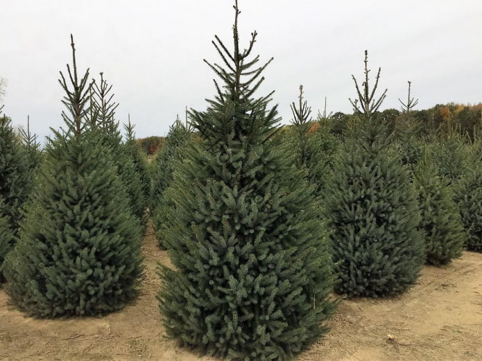 Serbian spruce