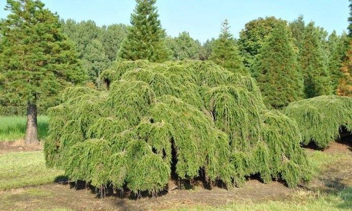 Canadian hemlock