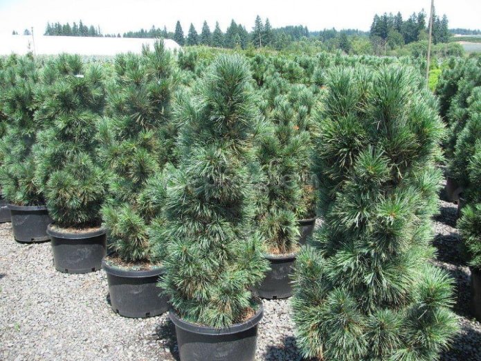 Pine Compacto Glauca