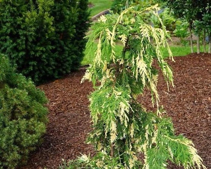 Nootka cypress