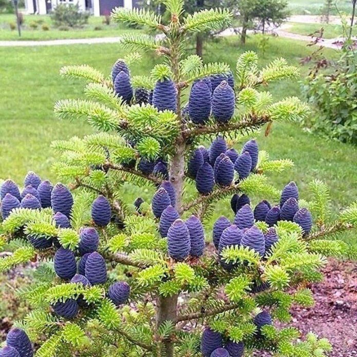 Korean fir