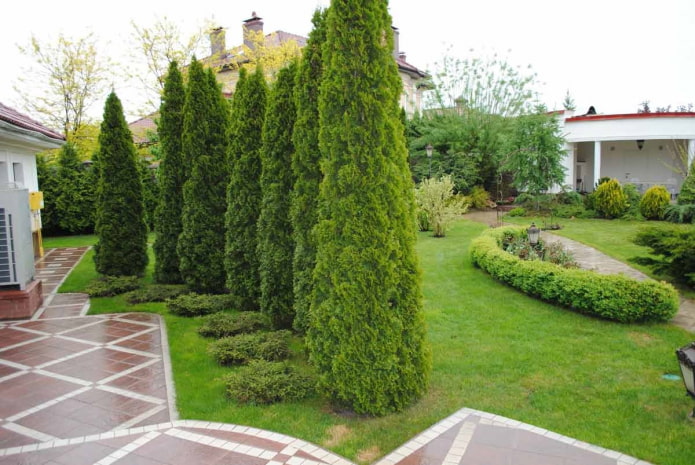 hedge of Smaragd thujas