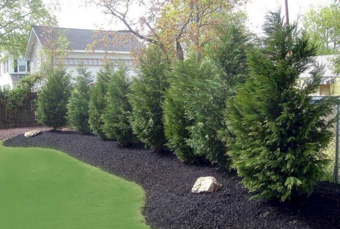 hedge of cypress