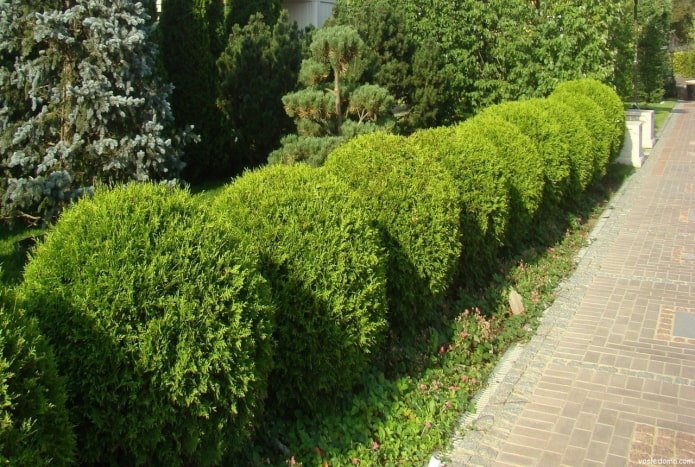 hedge of low-growing rounded thujas