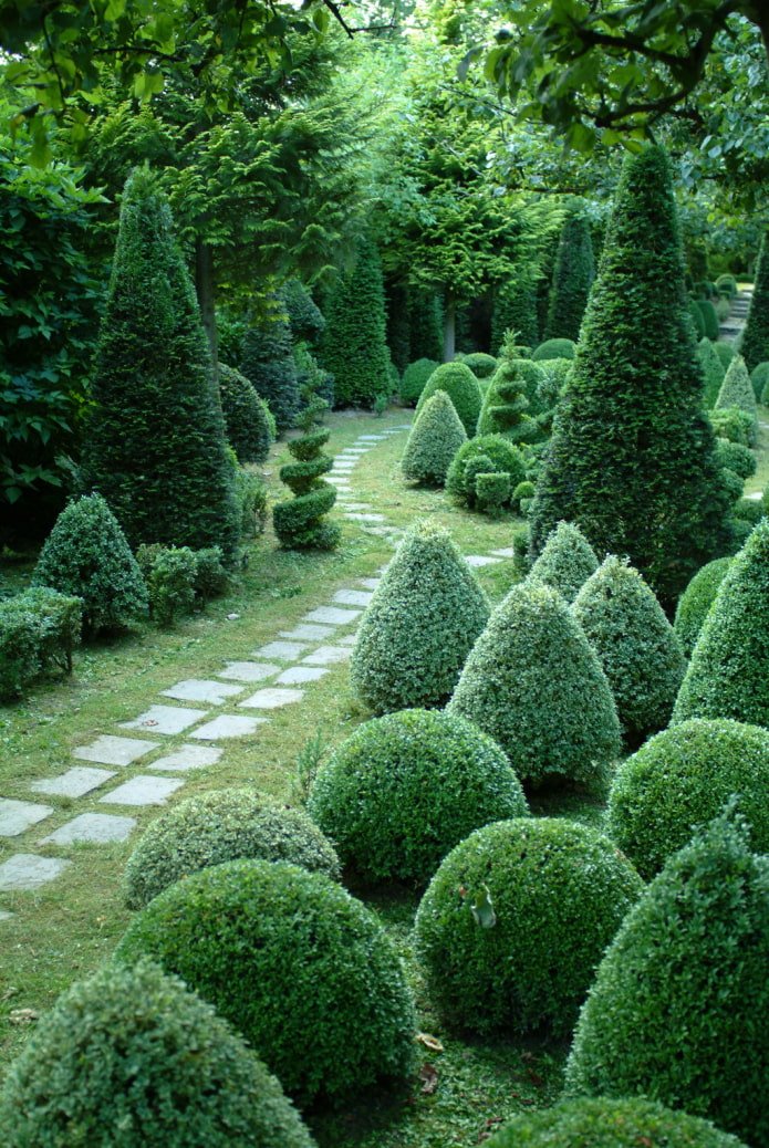 a walking path among trimmed conifers