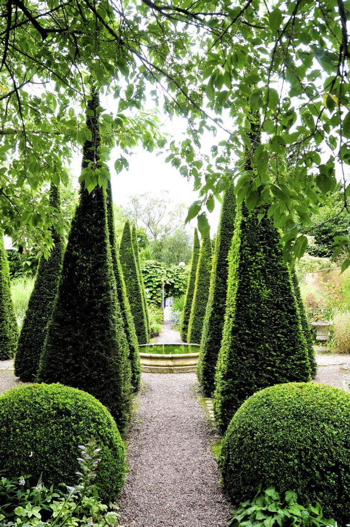 a park alley of pyramidal and round thujas