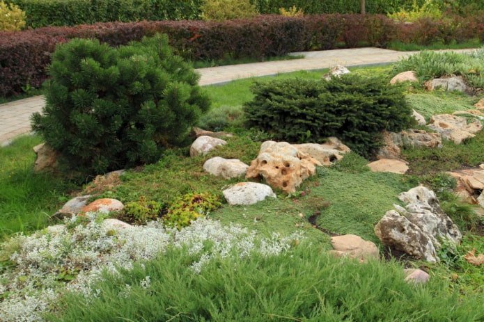 rock garden with conifers