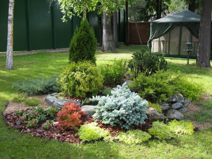 rock garden with conifers and flowers