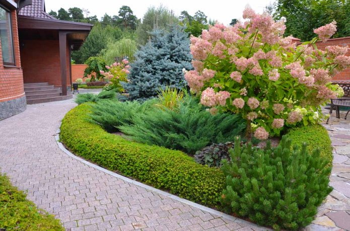 coniferous composition with pink hydrangea