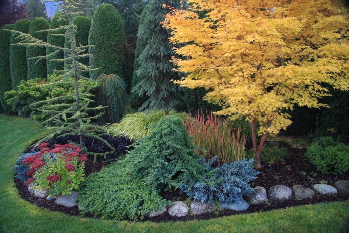 coniferous composition with yellow maple