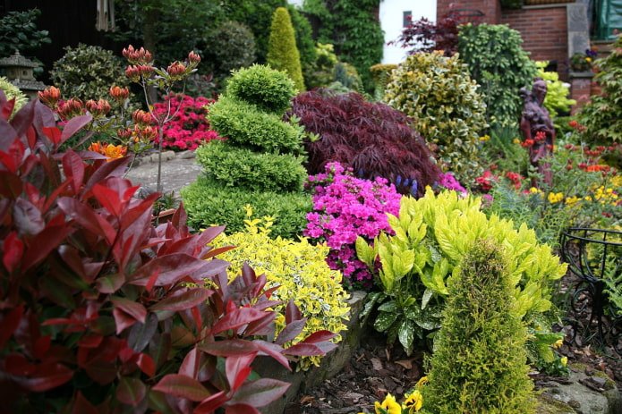 flowerbed with trimmed conifers and flowers