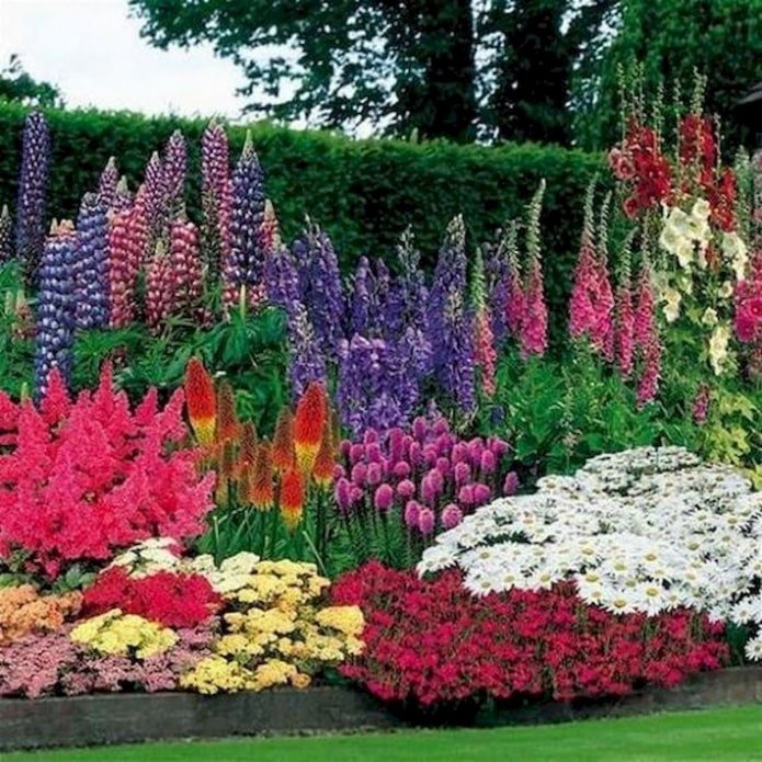 mixborder along the fence