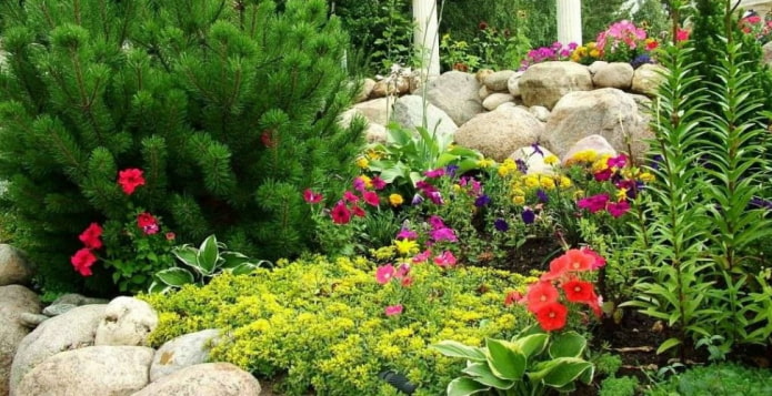 conifers and perennials