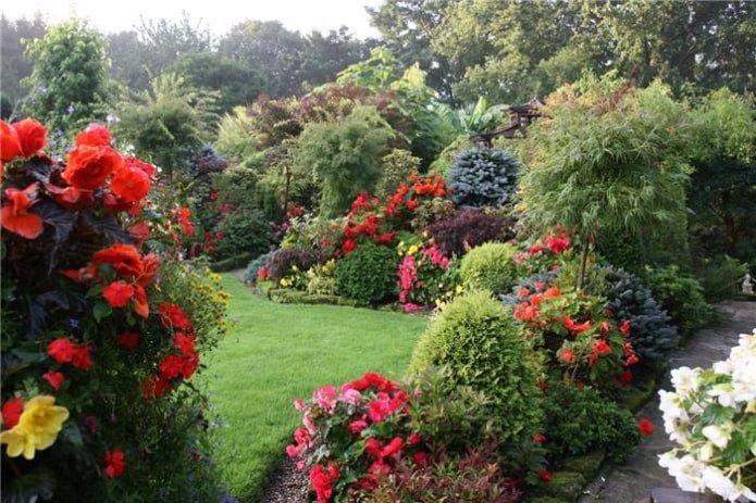 perennials and thuja