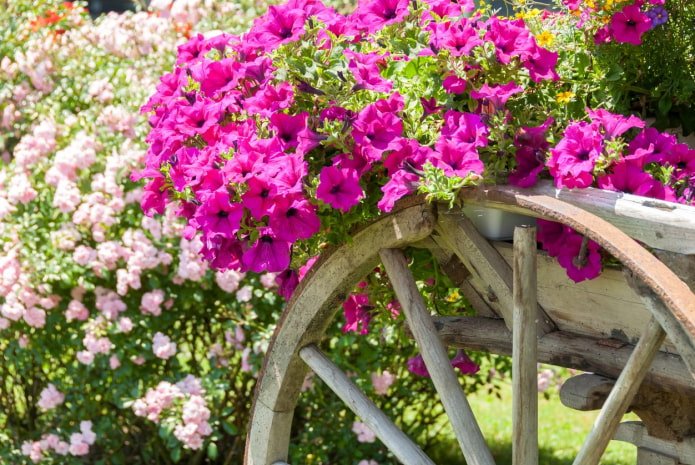 annuals in a cart