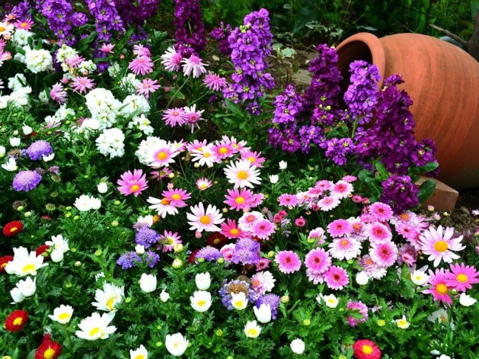 a flowerbed of annuals with a jug