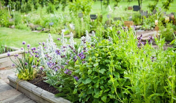 herbs in the flowerbed