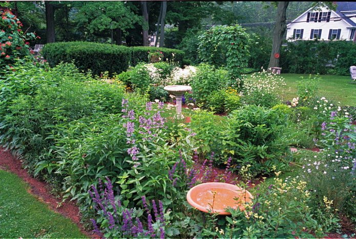 herbs in the mixborder