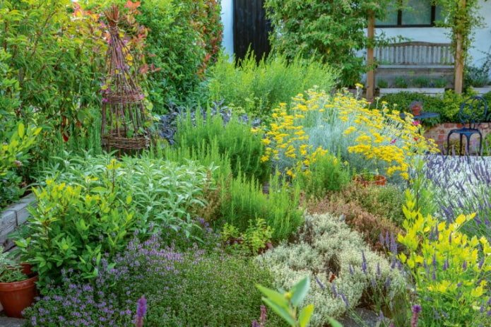herbs in the garden