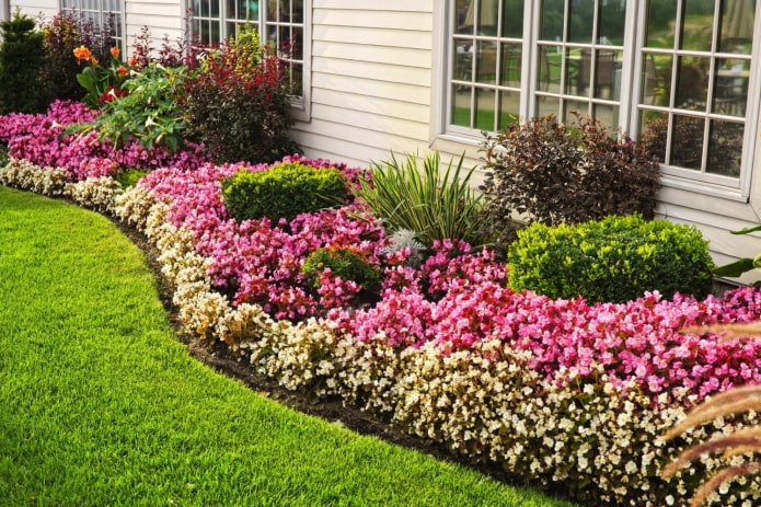 Perennials and bushes