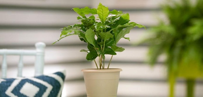 Coffee tree