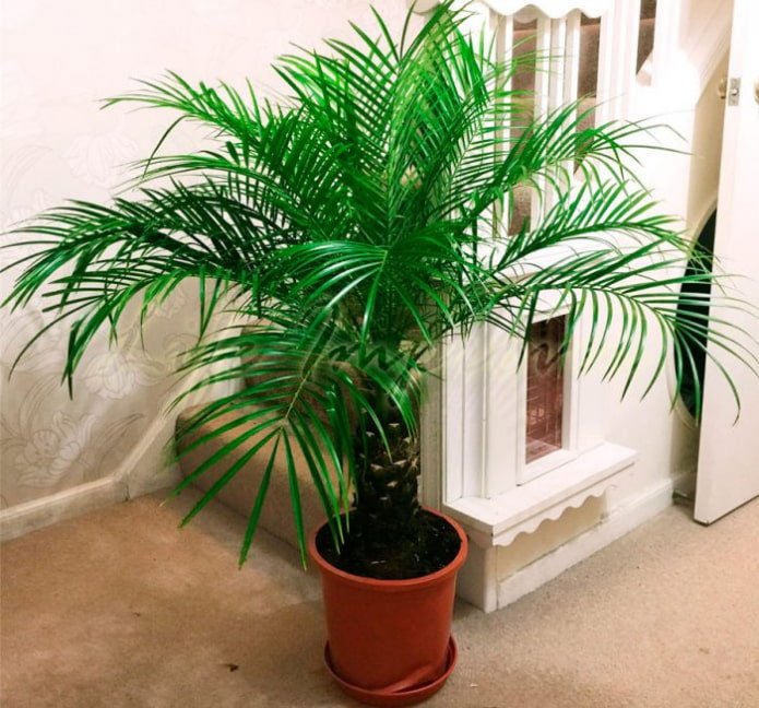 date palm