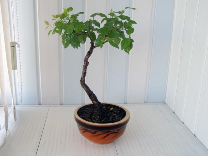 apricot