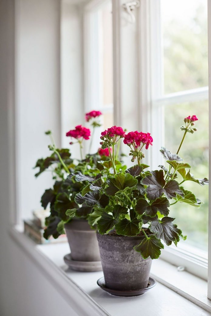 Scented Geranium