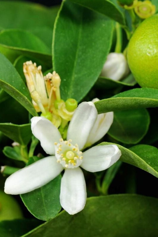 Flowering