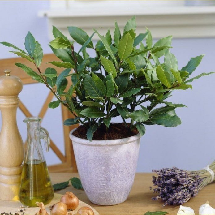 House laurel