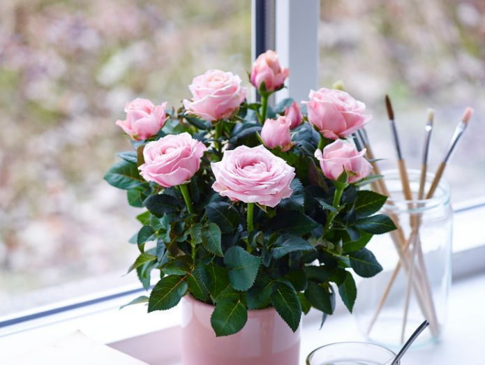 Indoor Rose