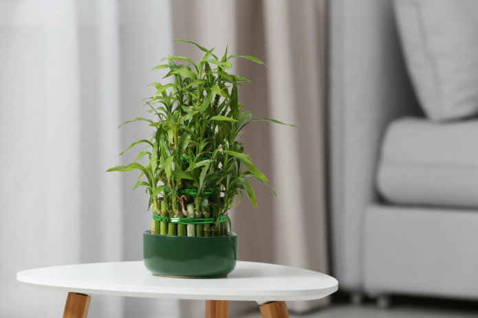 indoor bamboo