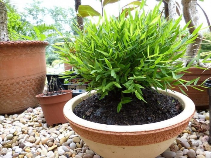 bamboo in a pot