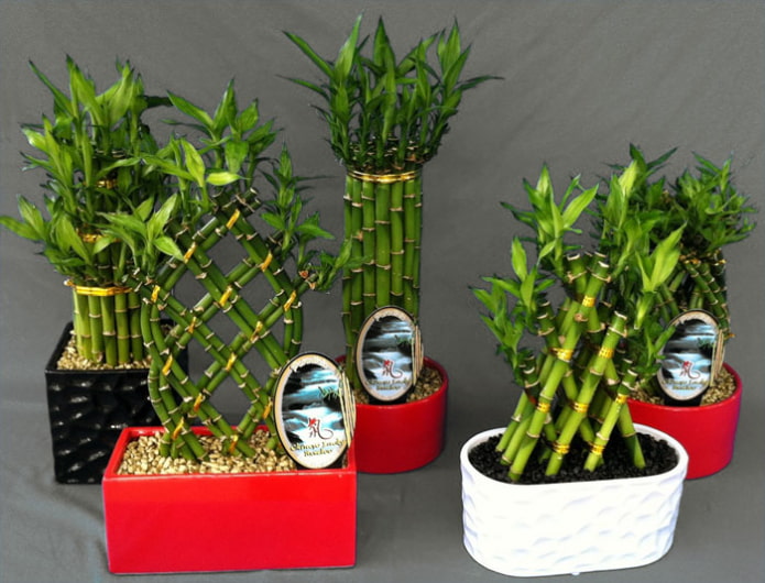 twisted bamboo stem