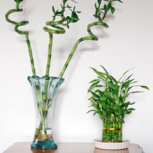 How to care for bamboo at home?-0