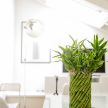 How to care for bamboo at home?-1
