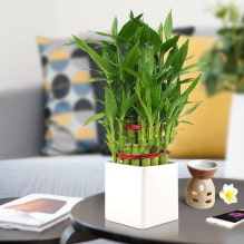 How to care for bamboo at home?-2