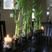 How to care for bamboo at home?-4