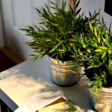 How to care for bamboo at home?-8
