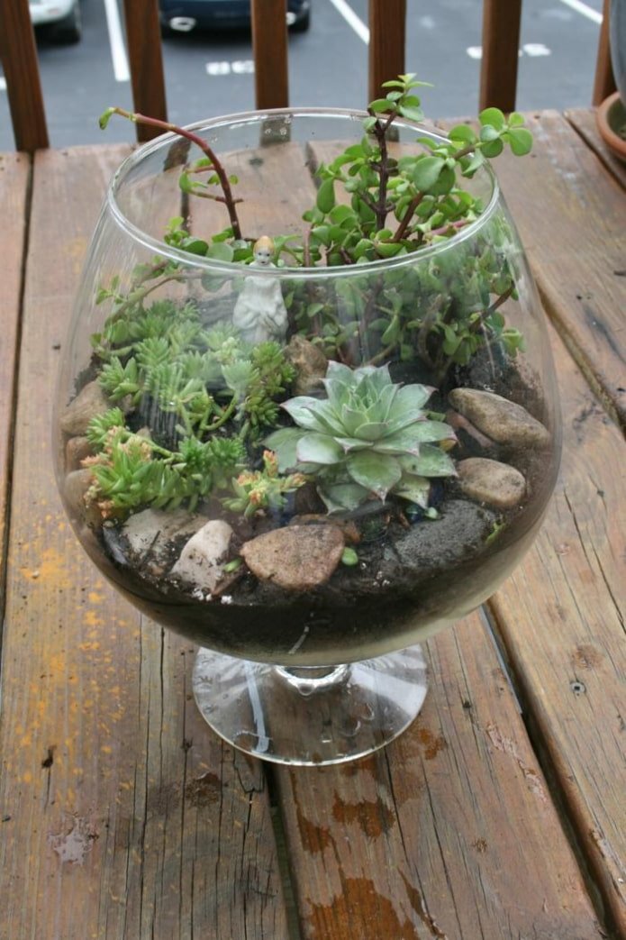 composition of succulents