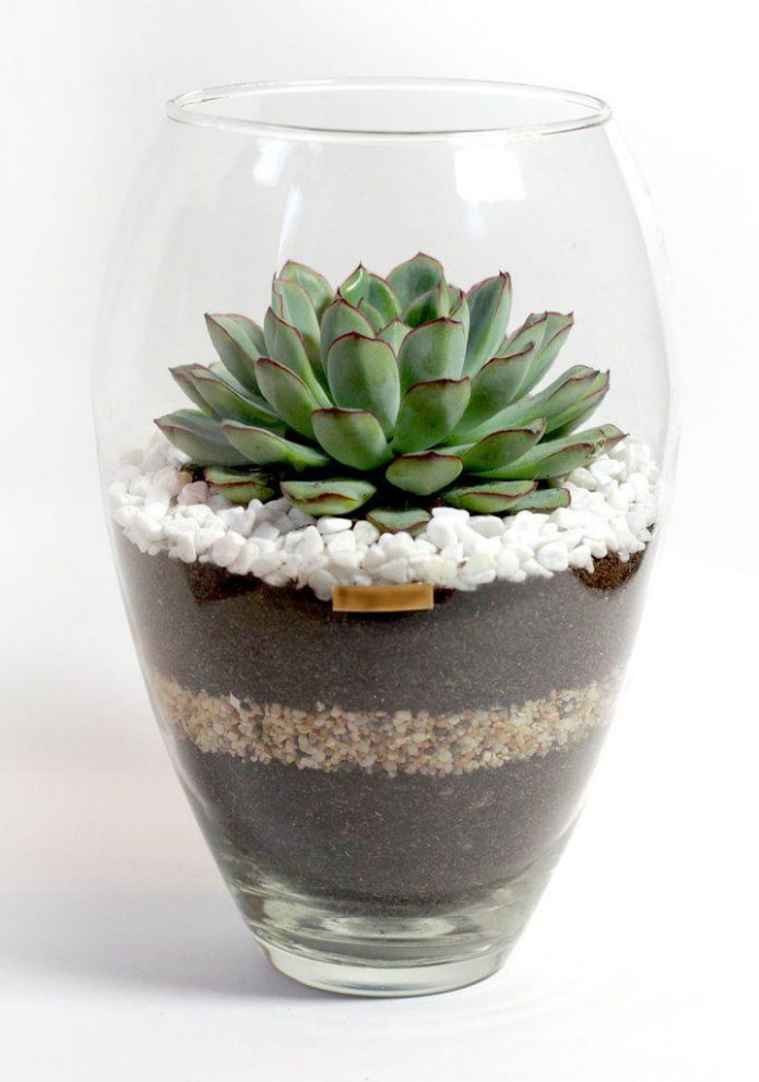 succulents in a container
