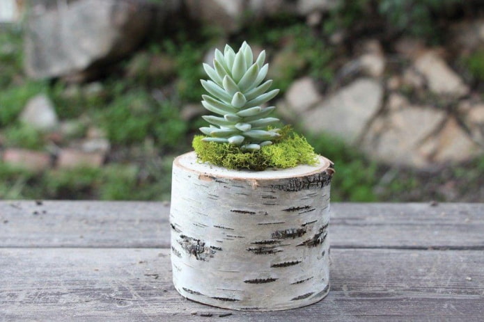 succulents in a stump