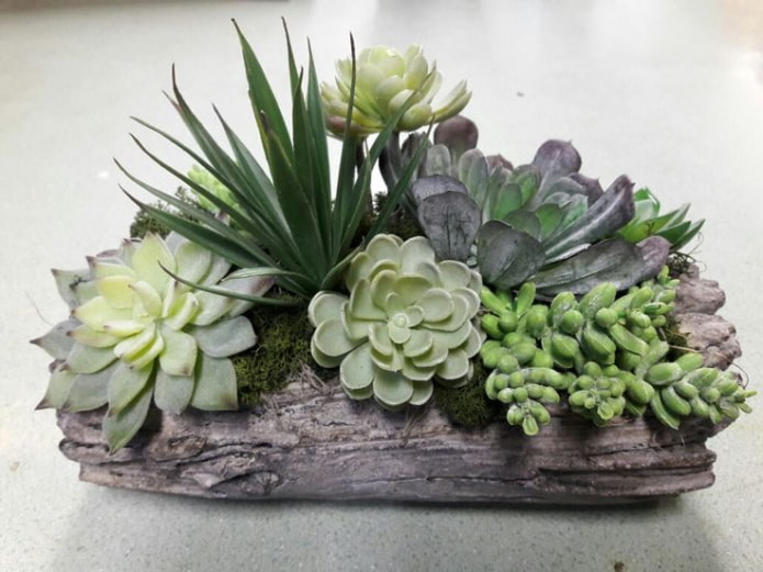 succulent composition