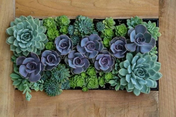 painting from succulents