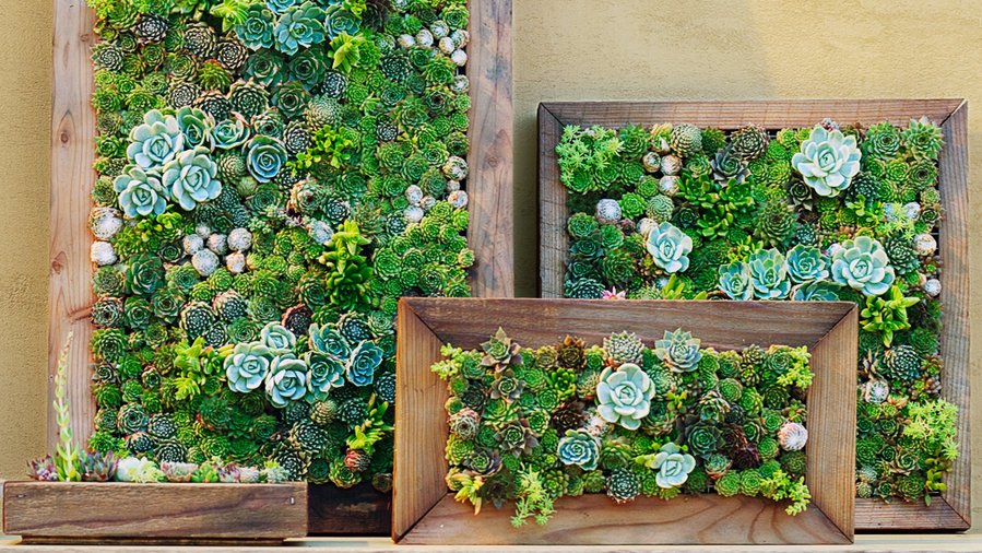 picture of succulents
